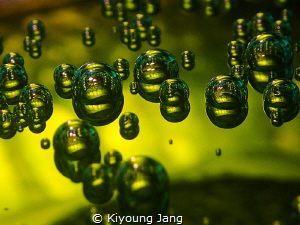 shot of bubbles and seasquirt taken by Olympus tg-3. insi... by Kiyoung Jang 